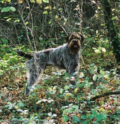 Griffon Korthals VICTOR DE LA COIPEANE Griffon Korthals VICTOR DE LA COIPEANE